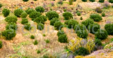 Second-Chance Πωλείται Χωράφι με 60ρίζες ελιές έκτασης 4.000,00 τ.μ στην περιοχή Χόνδρου Δήμου Βιάννου Νομού Ηρακλείου Τιμή Πώλησης 5.000,00 Τιμή Διαπραγματεύσιμη