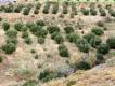 Field for sale with 60 olive trees in the area of ​​Chondros, Municipality of Viannos, Prefecture of Heraklion. Sale Price: 3,000.00. Price Negotiable (4)
