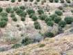 Field for sale with 60 olive trees in the area of ​​Chondros, Municipality of Viannos, Prefecture of Heraklion. Sale Price: 3,000.00. Price Negotiable (4)