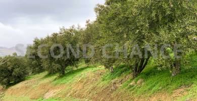 Second-Chance Πωλείται Χωράφι με 135 ρίζες ελιές έκτασης 6.000,00 τ.μ στην περιοχή Χόνδρου Δήμου Βιάννου Νομού Ηρακλείου Τιμή Πώλησης 30.000,00 Τιμή Διαπραγματεύσιμη