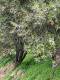 Поле с 135 оливковими деревьями (4)