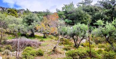 Second-Chance Πωλείται χωράφι επιφάνειας 1781,99 τ.μ στην περιοχή Ρίζα Καλαμίου – Δ. Βιάννου – Ν. Ηρακλείου. Τιμή πώλησης 20.000,00 Ευρώ