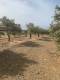 Zu verkaufen ein ebenes und bebaubares Grundstück mit einer Gesamtfläche von 5.000,00 qm in der Gegend von Keratokambos, Gemeinde Viannos, Präfektur Heraklion. (4)