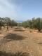 For sale, an even and buildable plot with a total area of 5,000.00 sq.m in the area of Keratokambos, Municipality of Viannos, Prefecture of Heraklion. Sale Price: 20.00 euros / square meter. (4)