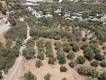 A plot of land for sale within a settlement close to the sea with a surface area of 1.306,50 sq.m in the area of Sidonia (Psari Forada) - Viannos Municipality - Heraklion Prefecture (4)